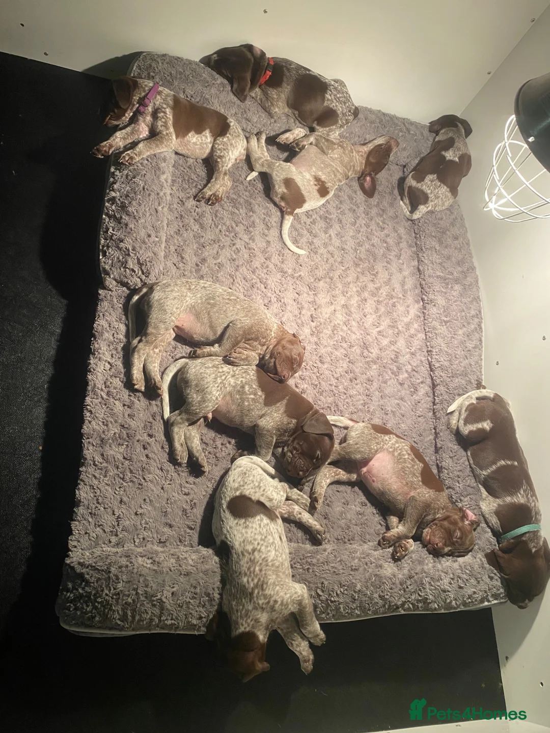 German Shorthaired Pointer dogs for sale: Stunning KC GSP puppies  - Advert 2
