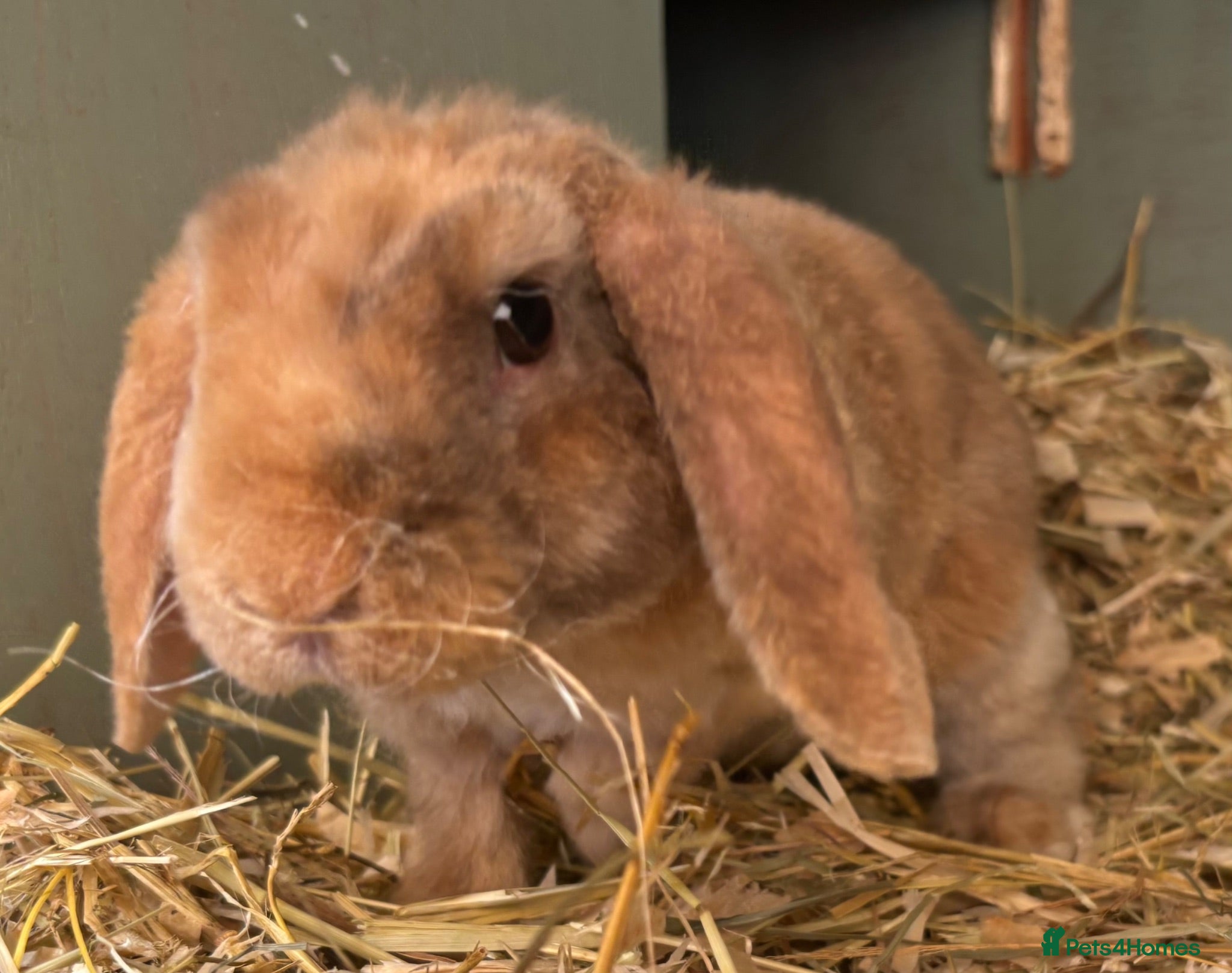 Mini Lop rabbits Mini Plush Lop. ready to leave  - Advert 11