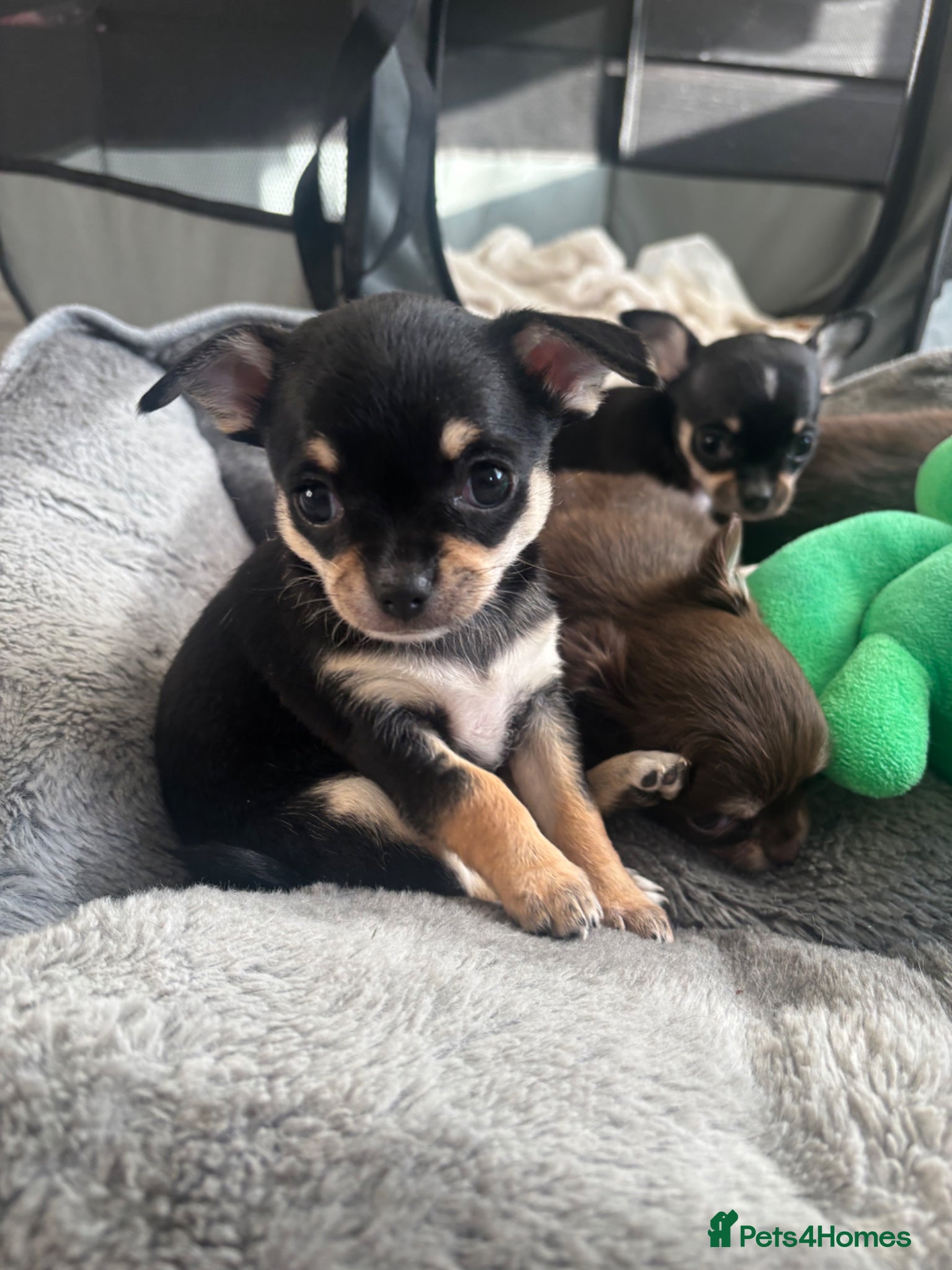 Chihuahua dogs Beautiful Chihuahua litter  - Advert 5