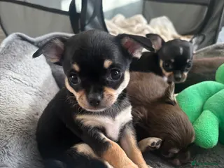 Chihuahua dogs Beautiful Chihuahua litter - Advert 5
