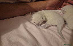 Ragdoll cats for sale: 4 energetic ragdoll fluffballs  - Image 19