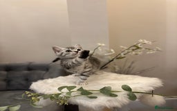 British Shorthair cats for sale: SILVER TABBIES full pedigree registered BSH - Image 29