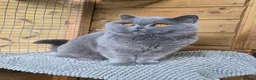 British Shorthair cats for sale: 💙Beautiful GCCF British Blue Adult Female  - Advert 10