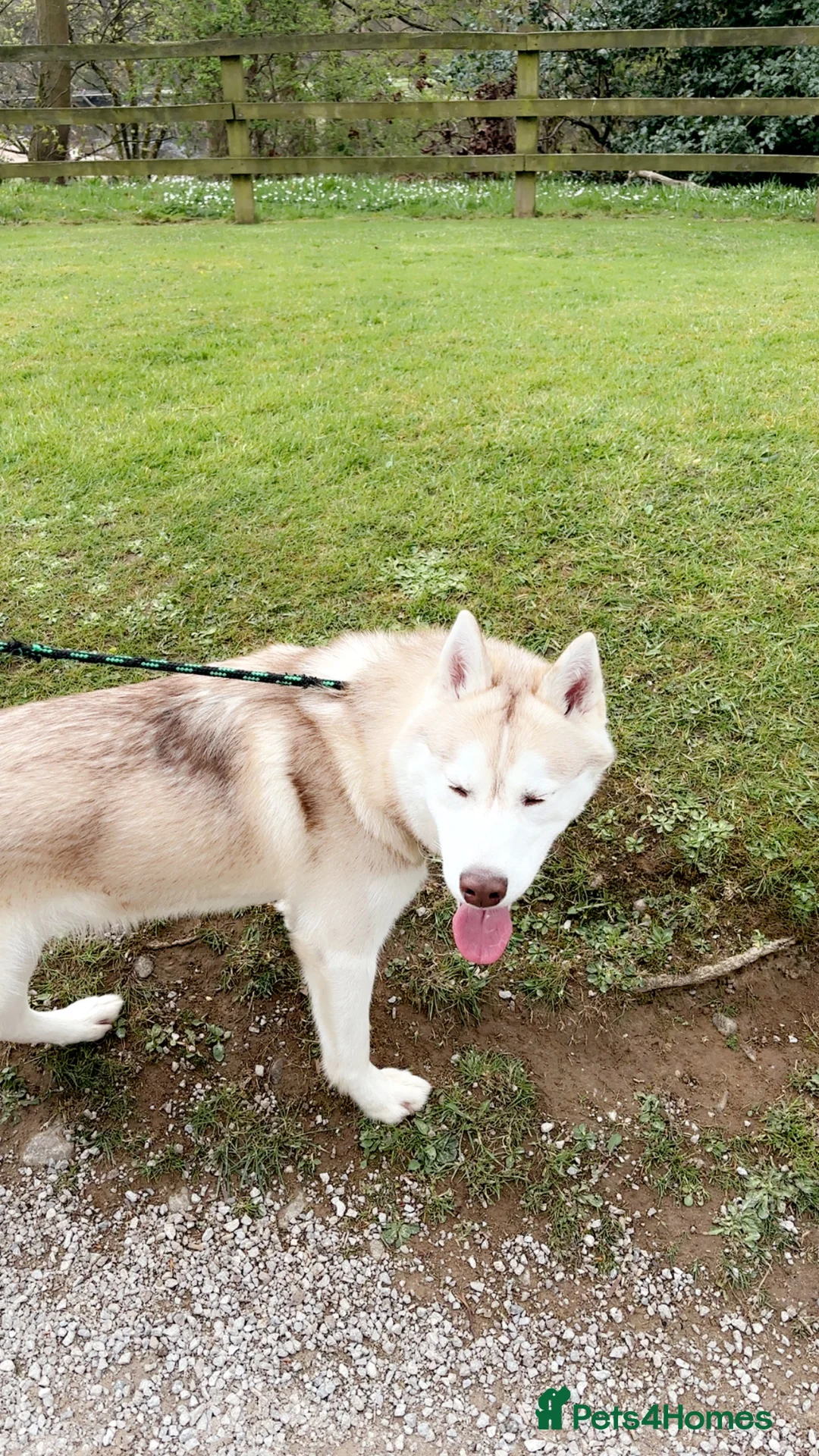Siberian Husky dogs for sale: Max 13 month old husky  - Advert 2