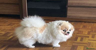 Pomeranian dogs - Advert 11
