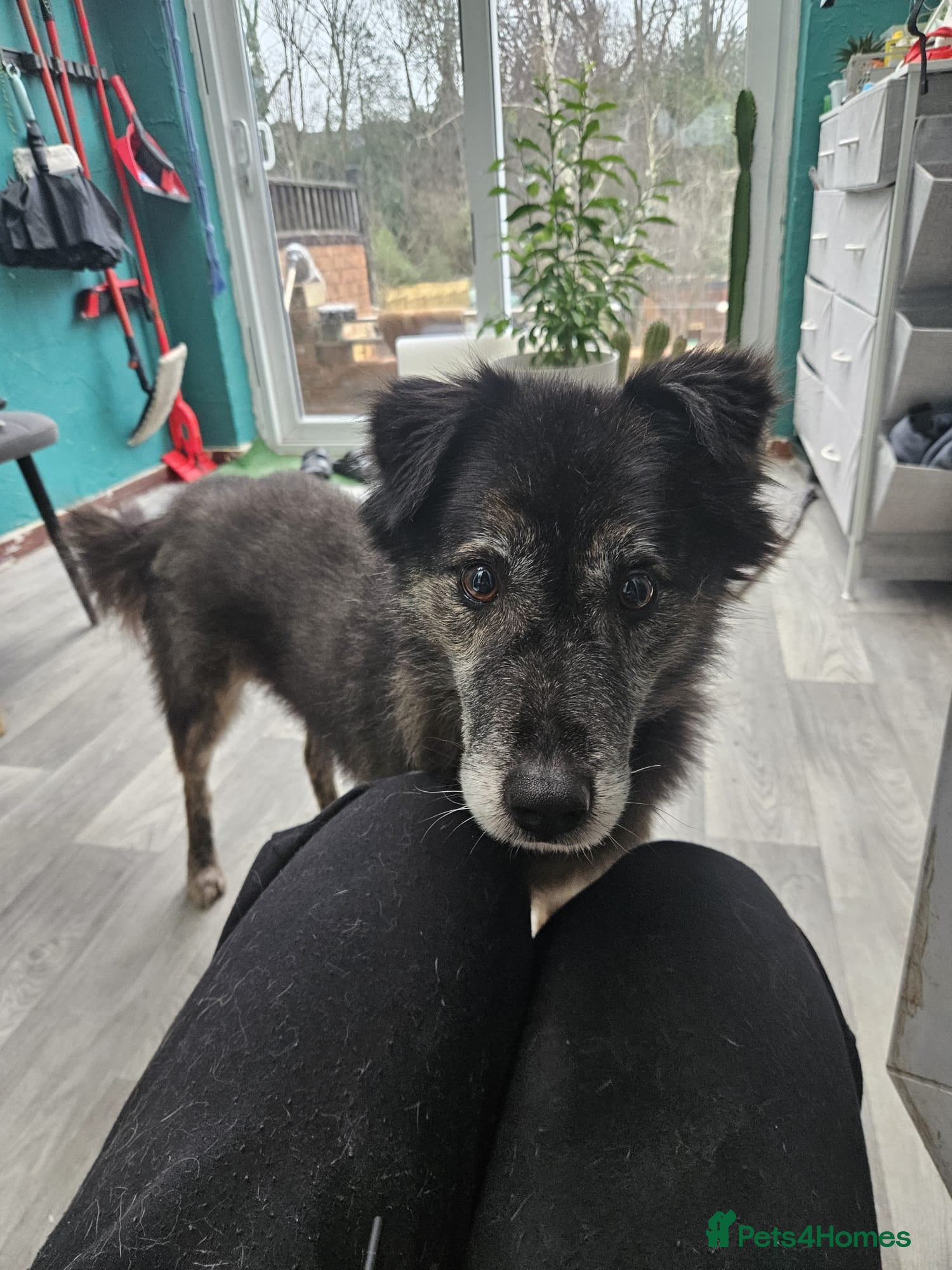 Mixed Breed dogs Freya for adoption! - Advert 1