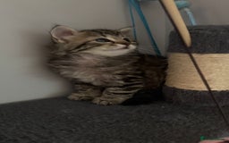 Mixed Breed cats for sale: Maine coon x Persian  - Image 23