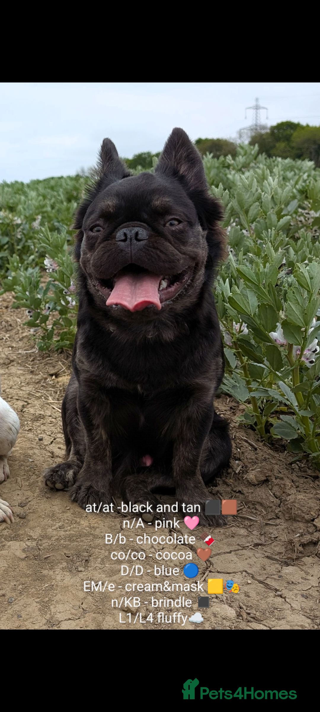 French Bulldog dogs Fluffy ☁️ French Bulldog STUD carrying Pink 🩷 - Advert 1