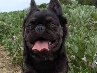 French Bulldog dogs Fluffy ☁️ French Bulldog STUD carrying Pink 🩷 - Advert 1