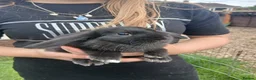 Mini Lop rabbits for sale: Mini lop boys - Advert 7