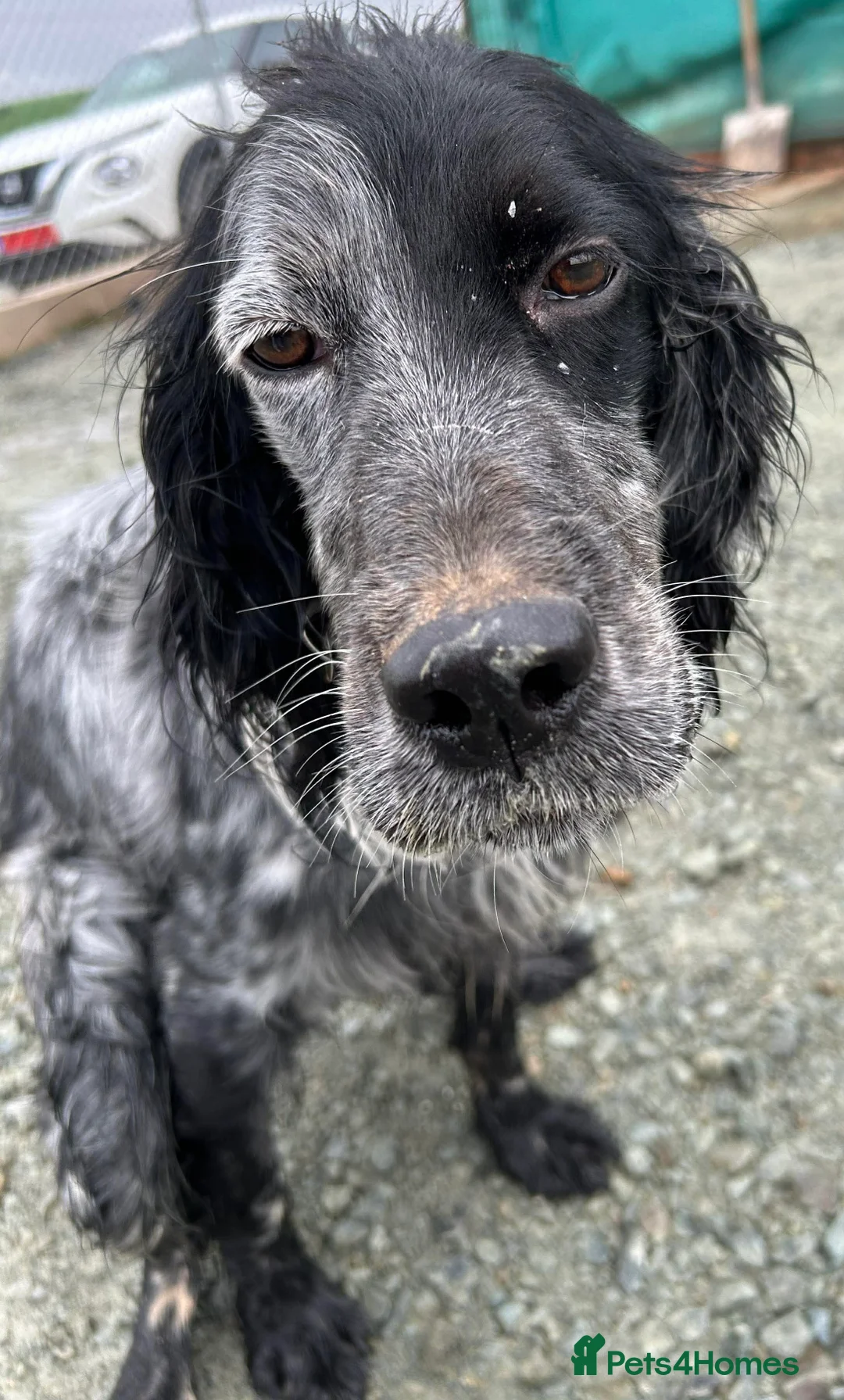 English Setter dogs for adoption: Enzo needs a loving home  - Advert 1