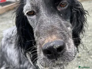 English Setter dogs Enzo needs a loving home - Advert 1