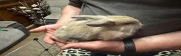 Mini Lion Lop rabbits for sale: Baby rabbits ready for new home in Merthyr Tydfil - Advert 5