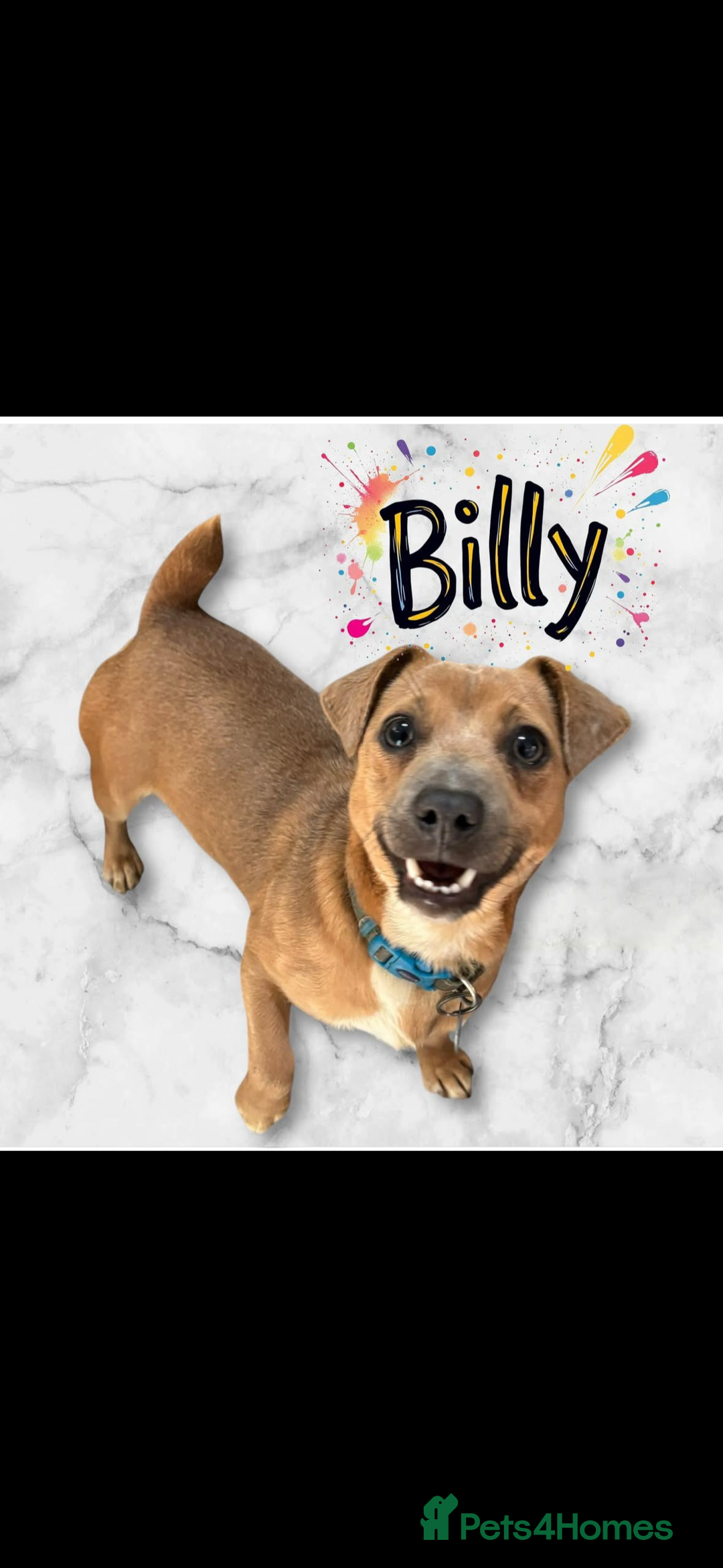 Jack Russell dogs for sale: Miniature Jack Russell’s  - Advert 15