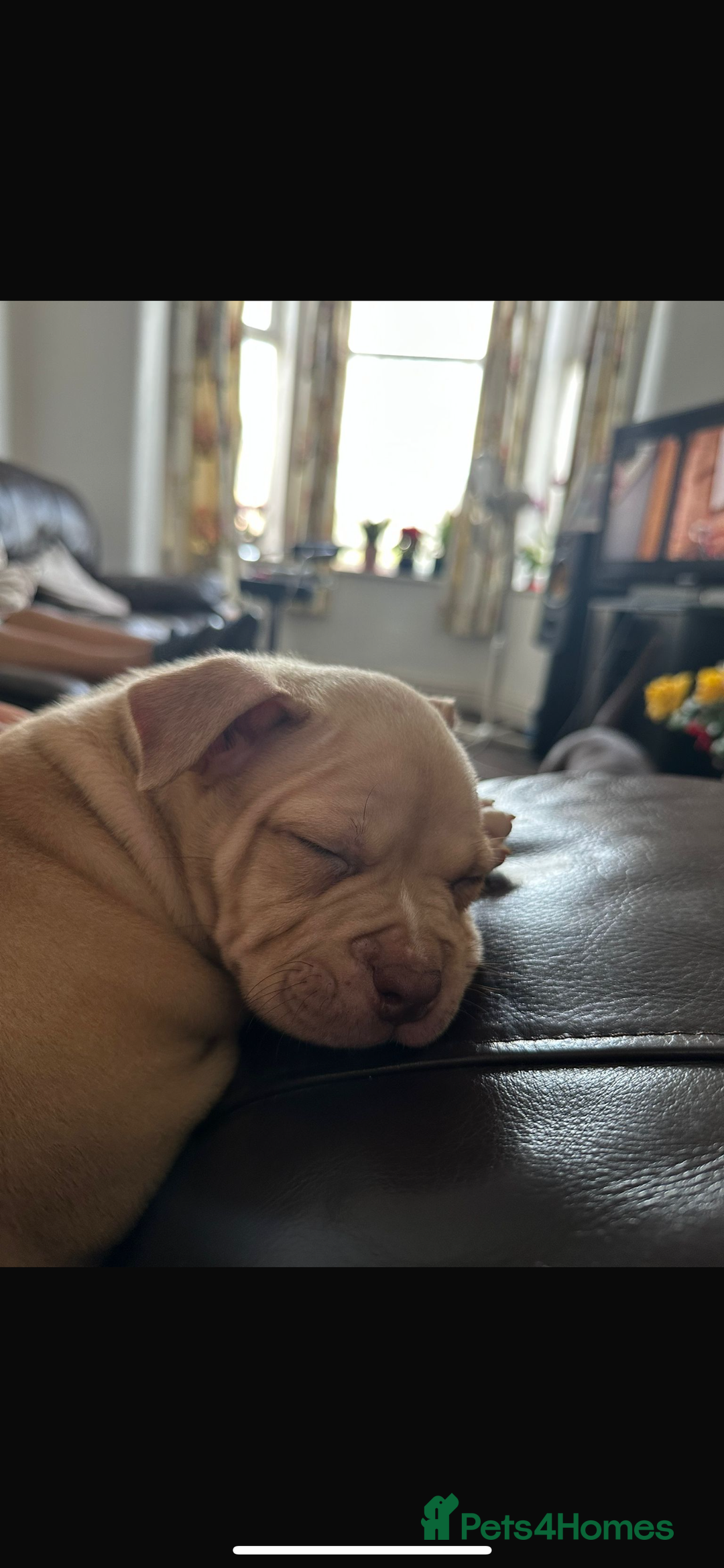 American Bully dogs for sale: ABKC pocket bullys - Image 1
