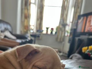 American Bully dogs - Advert 2