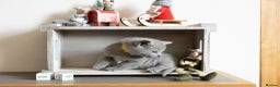 Russian Blue cats for sale: Pure Russian Blue Kittens, Silver Coat Green Eyes  - Advert 3