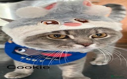 British Shorthair cats for sale: 3 adorable BSH boys looking for forever homes! in London - Image 1
