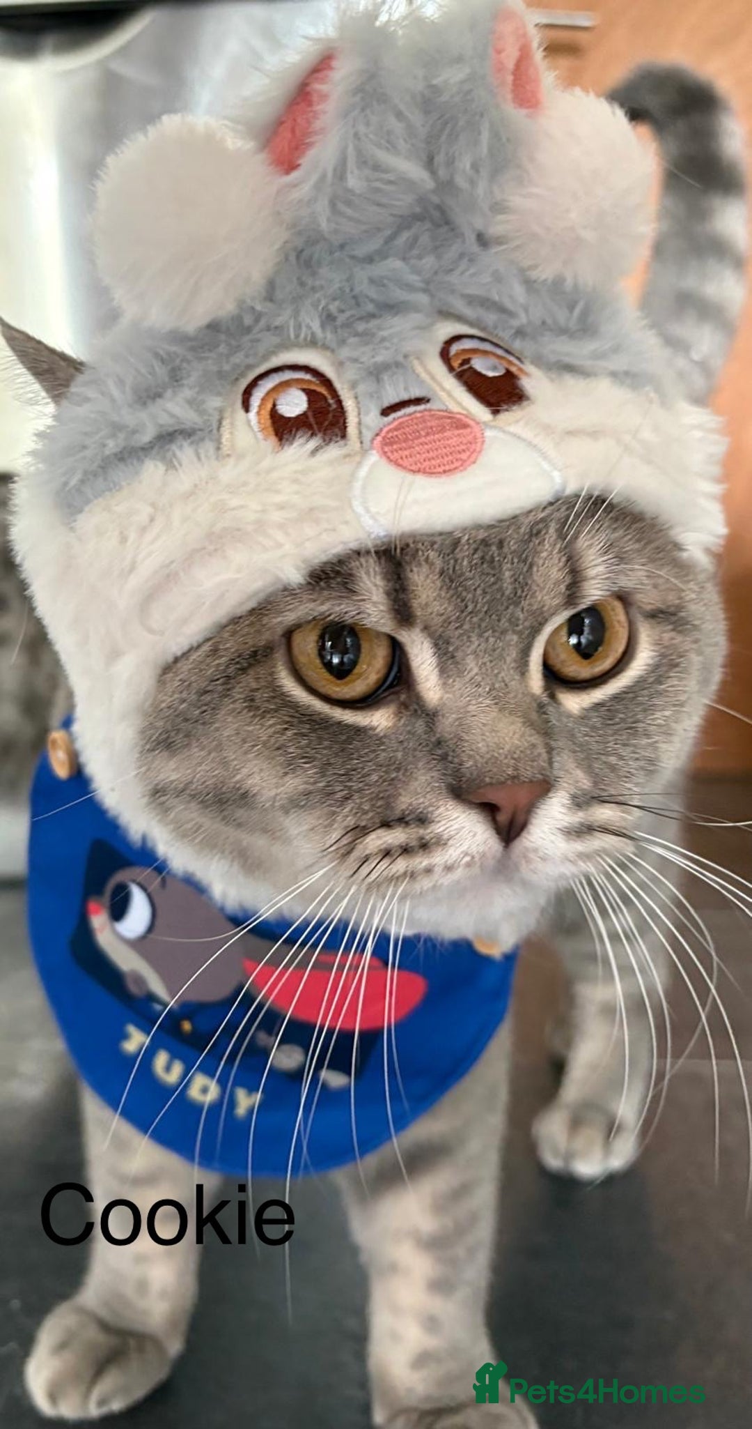 British Shorthair cats for sale: 3 adorable BSH boys looking for forever homes! in London - Image 1