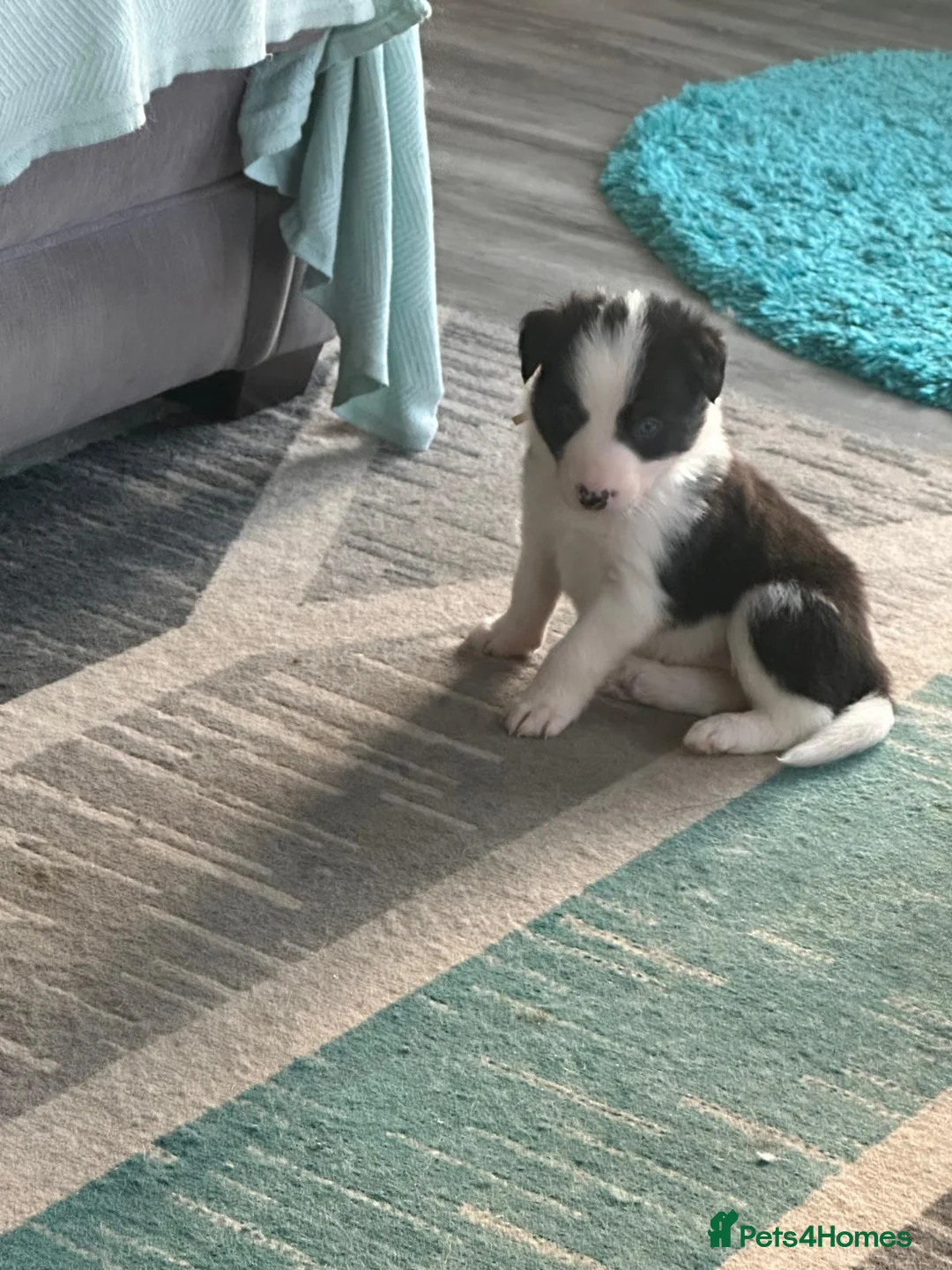 Border Collie dogs for stud: Proven pure bred tri coloured merle collie stud in Fakenham - Advert 37