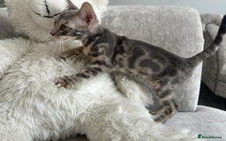 Bengal cats for sale: Adorable Female Blue Bengal Kitten TICA REG - Image 24