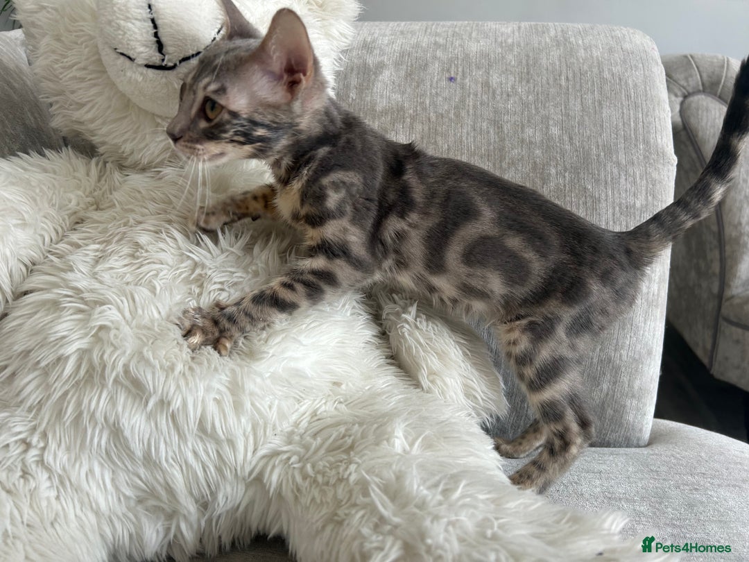 Bengal cats for sale: Adorable Female Blue Bengal Kitten TICA REG - Image 24