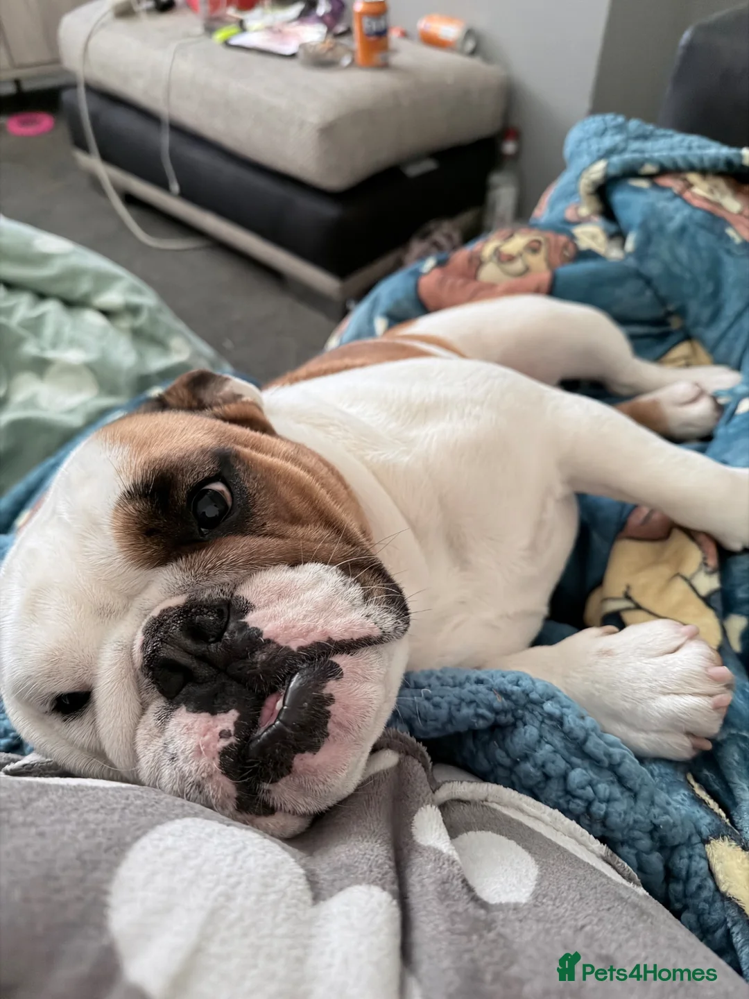 English Bulldog dogs for sale: Female English bulldog in Sheffield - Advert 1