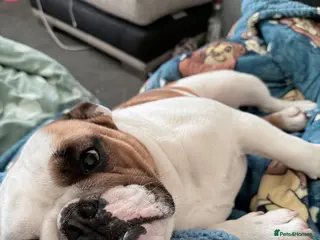 English Bulldog dogs Female English bulldog - Advert 13