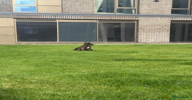 Belgian Shepherd Dog dogs - Advert 2