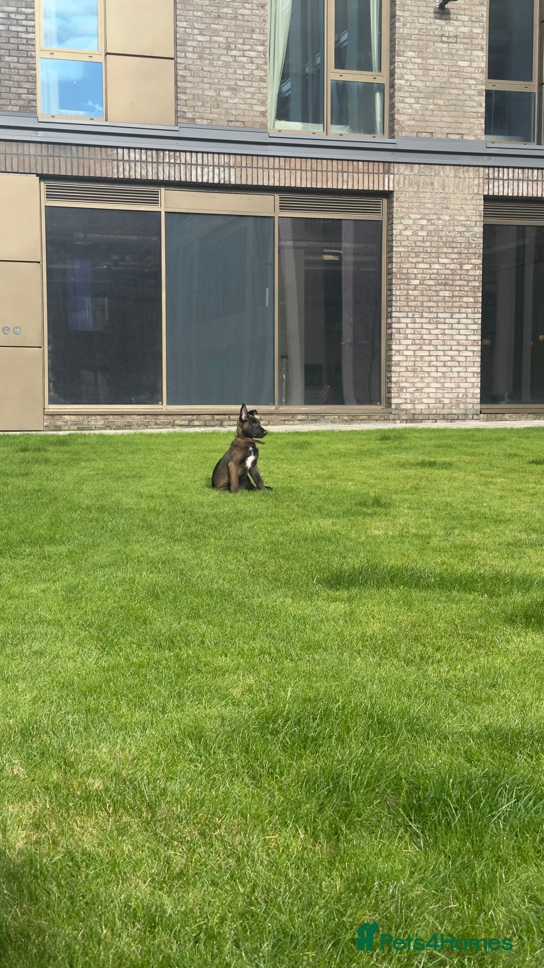 Belgian Shepherd Dog dogs for sale: Belgium malanios puppy for sale  - Image 3