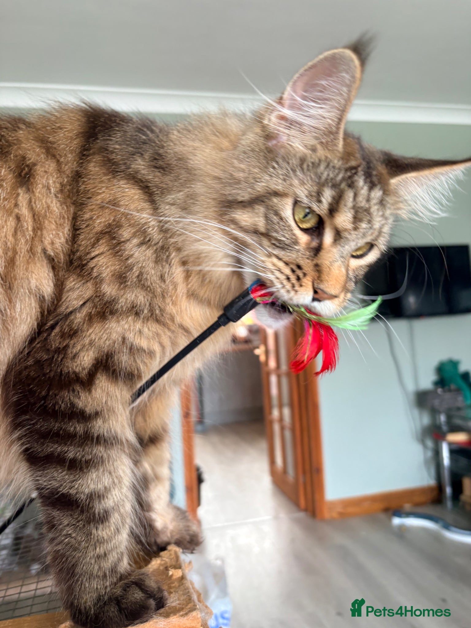 Maine Coon cats Two registered mainecoon kittens (1 poly)  - Advert 1