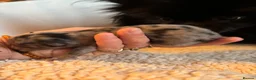 Pomeranian dogs for sale: Primroses precious Pom pups - Advert 19