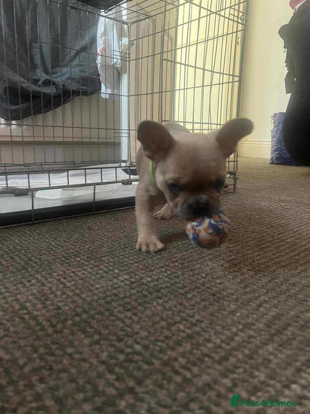 French Bulldog dogs for sale: Male Frenchie puppy - Image 2
