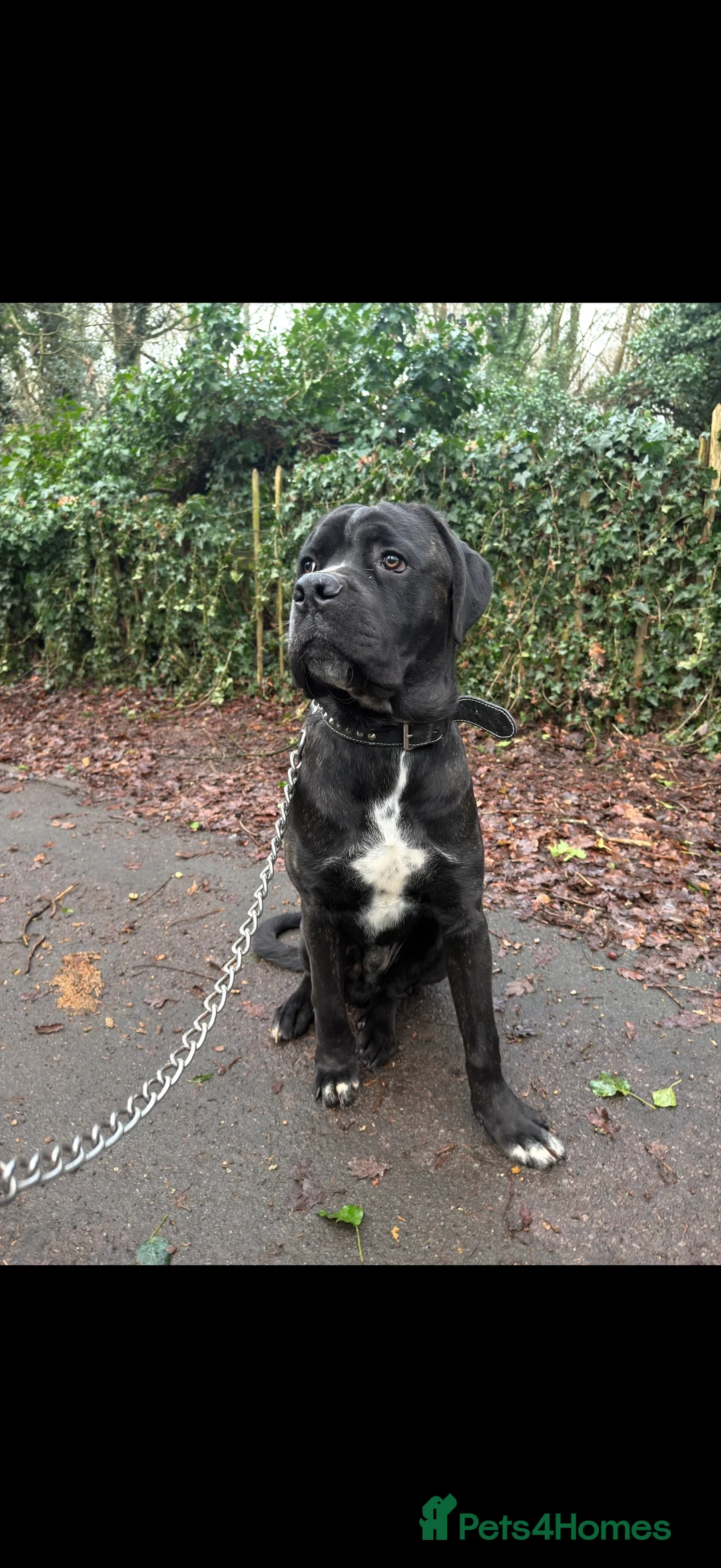 Cane Corso dogs for sale: Gorgeous Cane Corso  - Advert 6