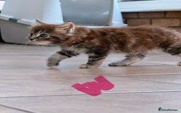 Maine Coon cats for sale: 🐾 Maine Coon Kittens X needing forever home 🐾 - Image 17