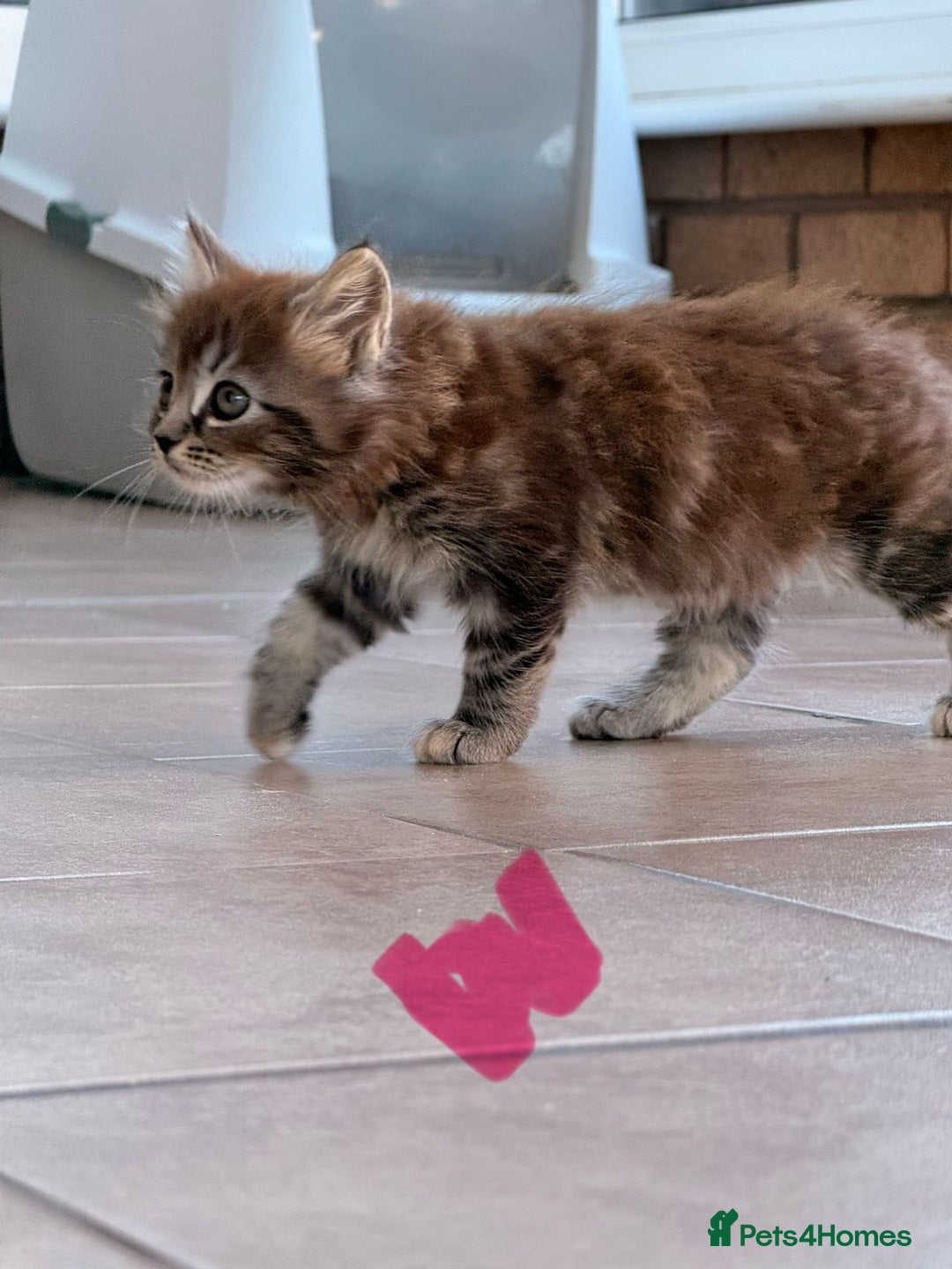 Maine Coon cats for sale: 🐾 Maine Coon Kittens X needing forever home 🐾 - Image 17