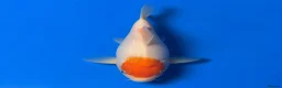 Koi Carp fish for sale: Japanese Koi - Top Quality - Advert 8