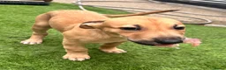Lurcher dogs for sale: Wheaten bull greyhound - Advert 4