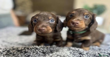 Miniature Dachshund dogs - Advert 7
