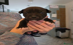 Staffordshire Bull Terrier dogs for sale: STAFFORDSHIRE BULL TERRIOR PUPPIES - Image 21