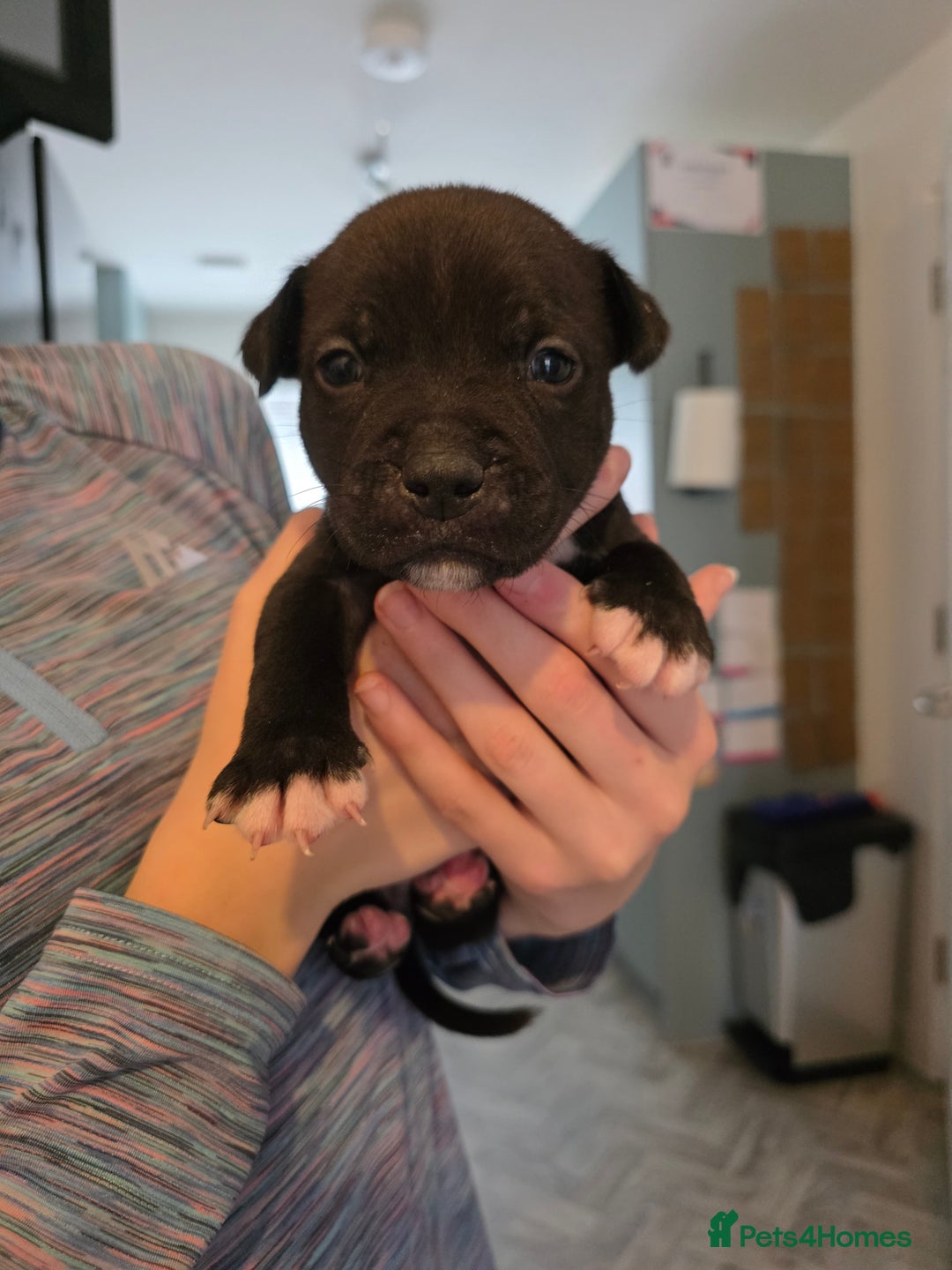 Staffordshire Bull Terrier dogs for sale: STAFFORDSHIRE BULL TERRIOR PUPPIES - Image 21