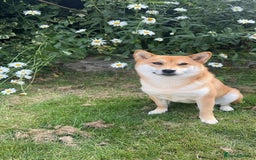 Japanese Shiba Inu dogs for sale: Japanese Shiba Inu  - Advert 6