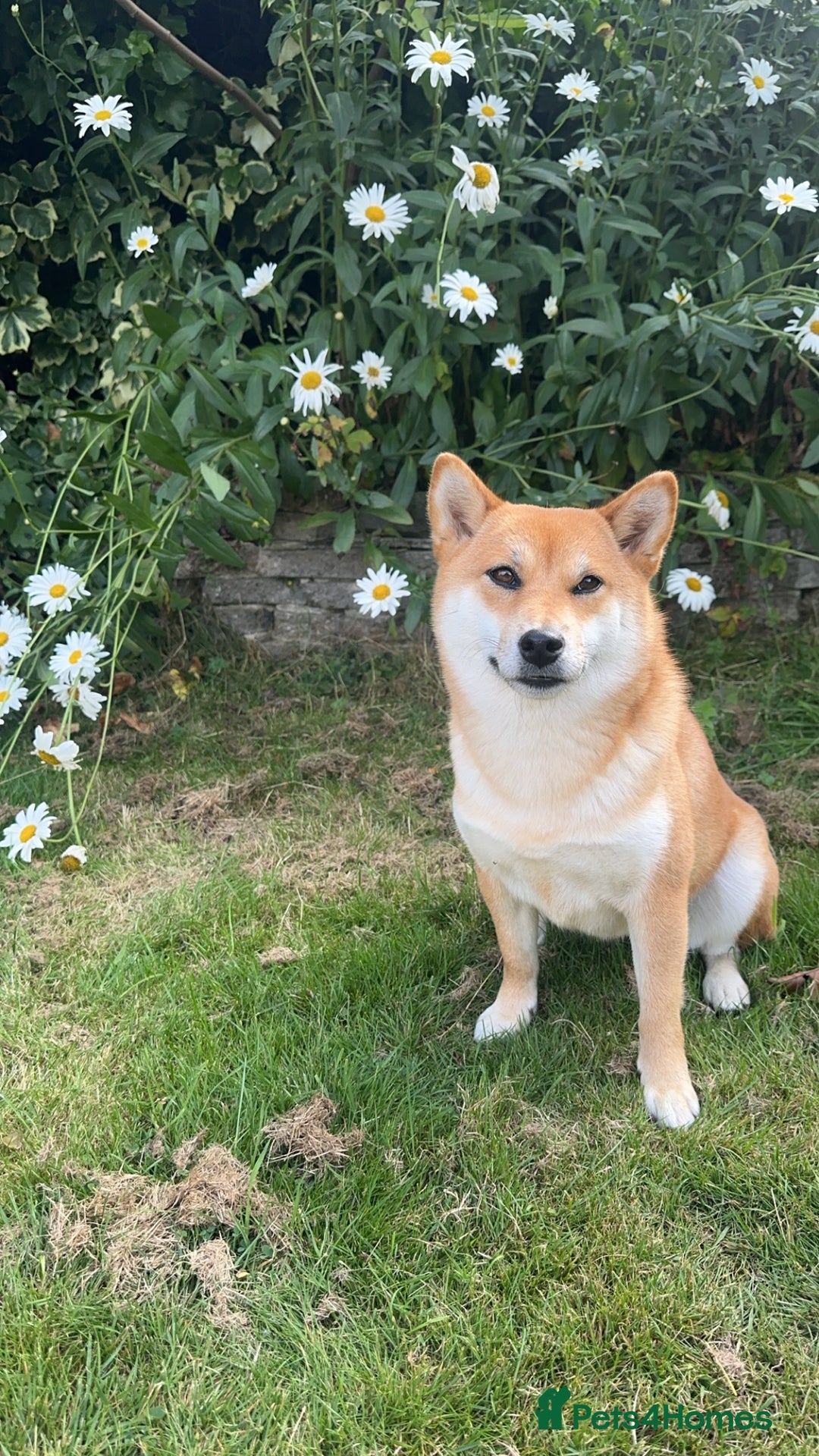 Japanese Shiba Inu dogs for sale: Japanese Shiba Inu  - Advert 6