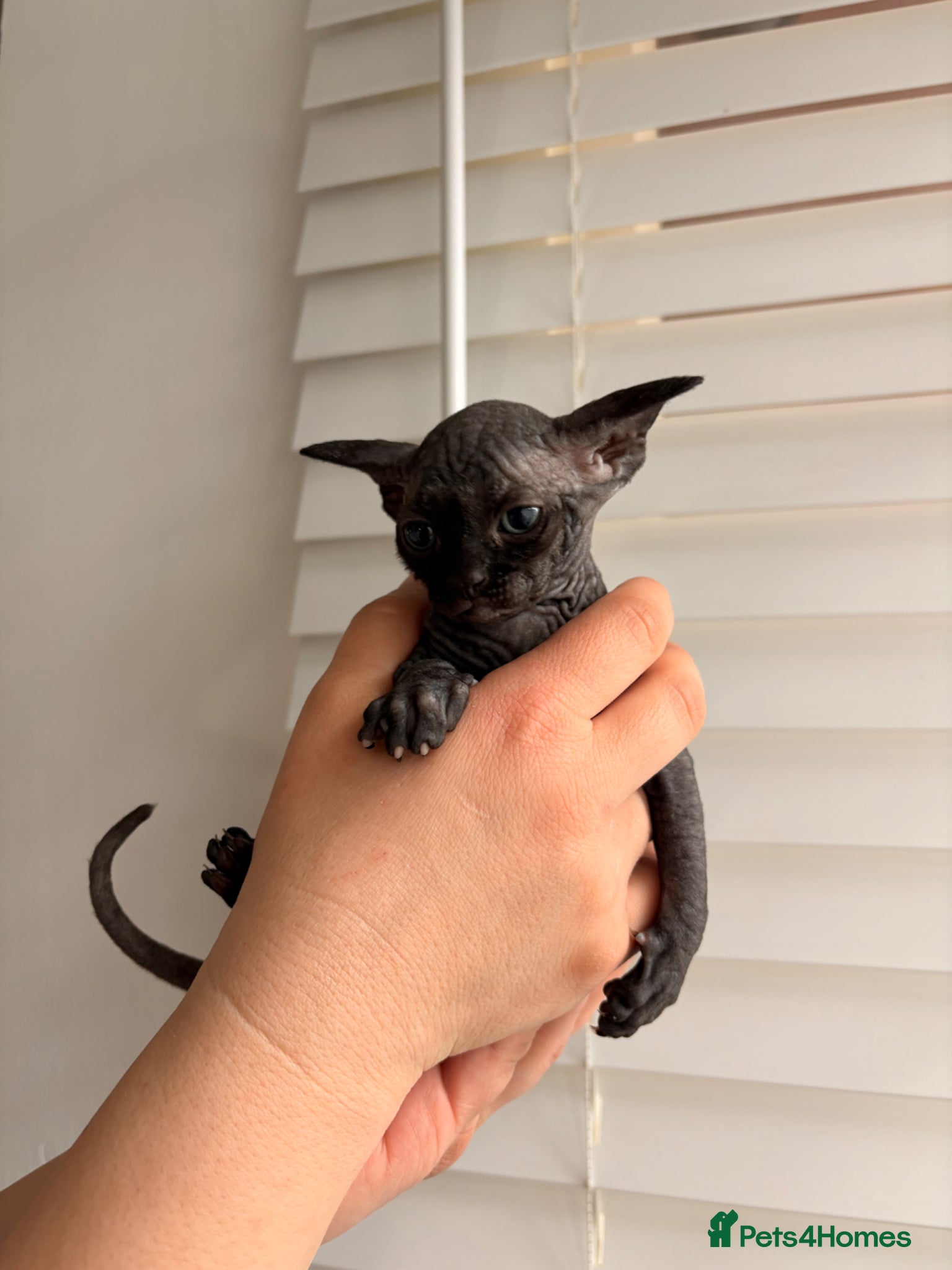 Sphynx Kitten 3