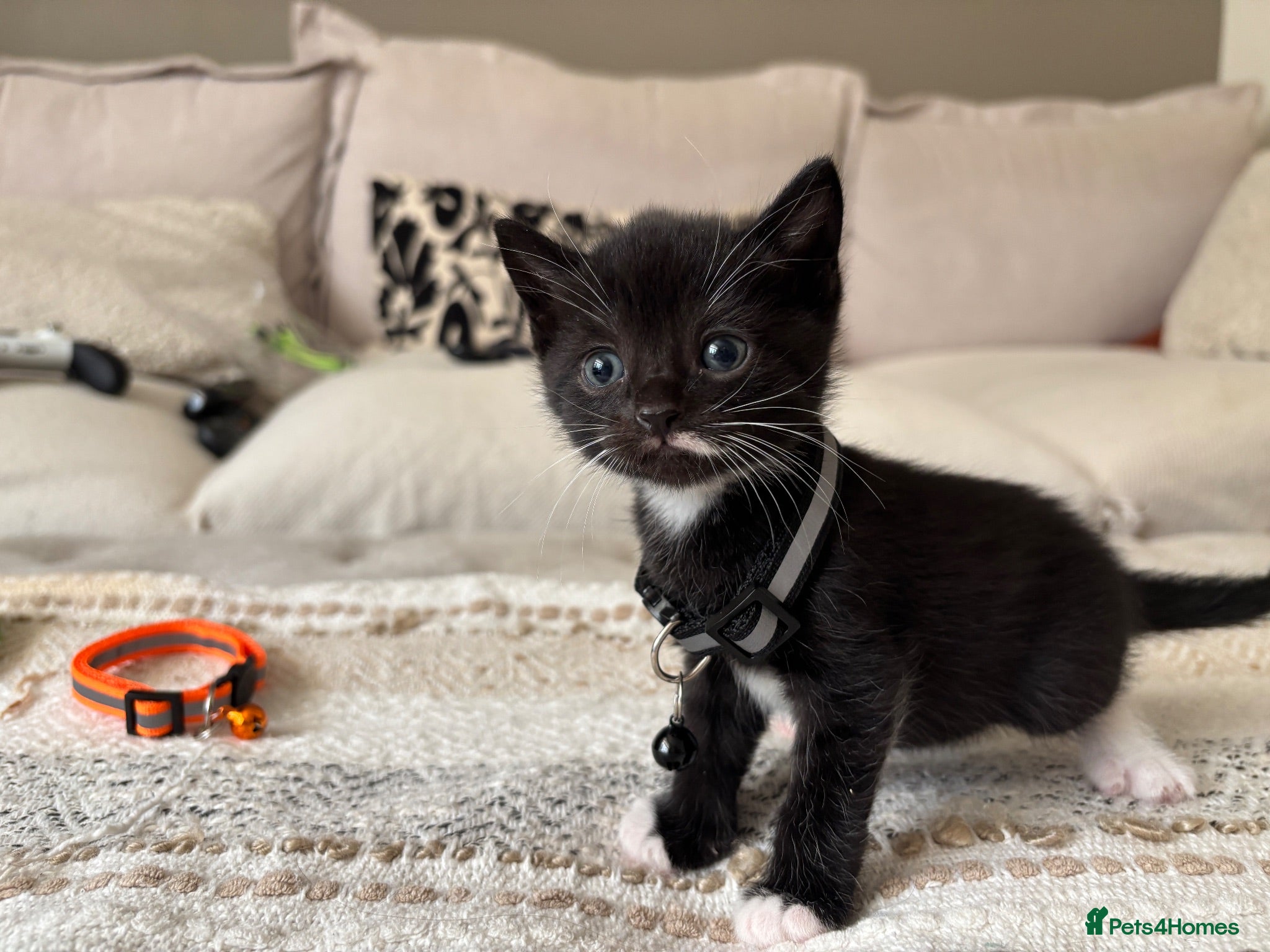 Mixed Breed cats Cute tuxedo kittens.   - Advert 2