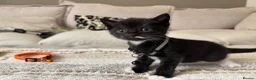 Mixed Breed cats for sale: Cute tuxedo kittens.   - Advert 1