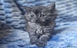 Maine Coon cats for sale: *PRICE DROP* ONLY 1 GIRL LEFT!!! *READY NOW* GCCF! in Alfreton - Image 6
