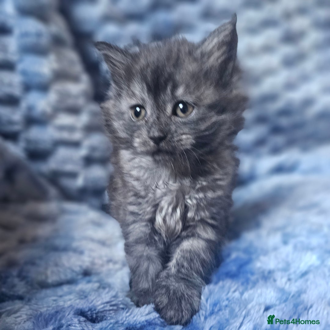 Maine Coon cats for sale: *PRICE DROP* ONLY 1 GIRL LEFT!!! *READY NOW* GCCF! in Alfreton - Image 6