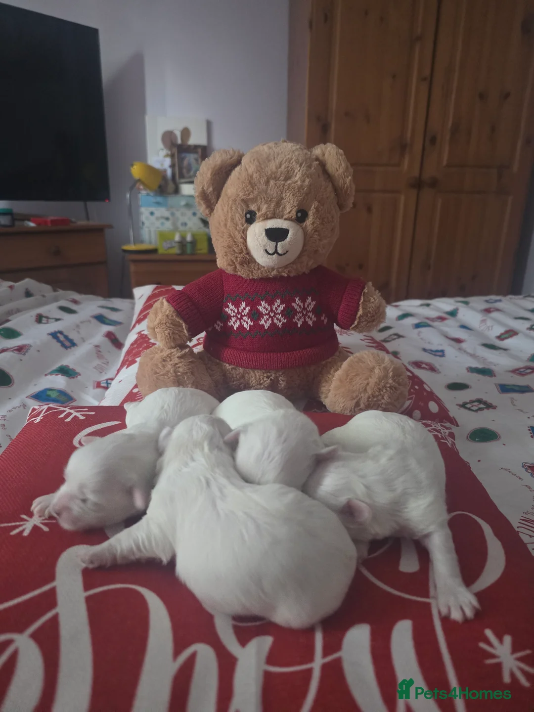 Maltese dogs for sale: 3 fluffy and lovely maltese girls for sale - Advert 13