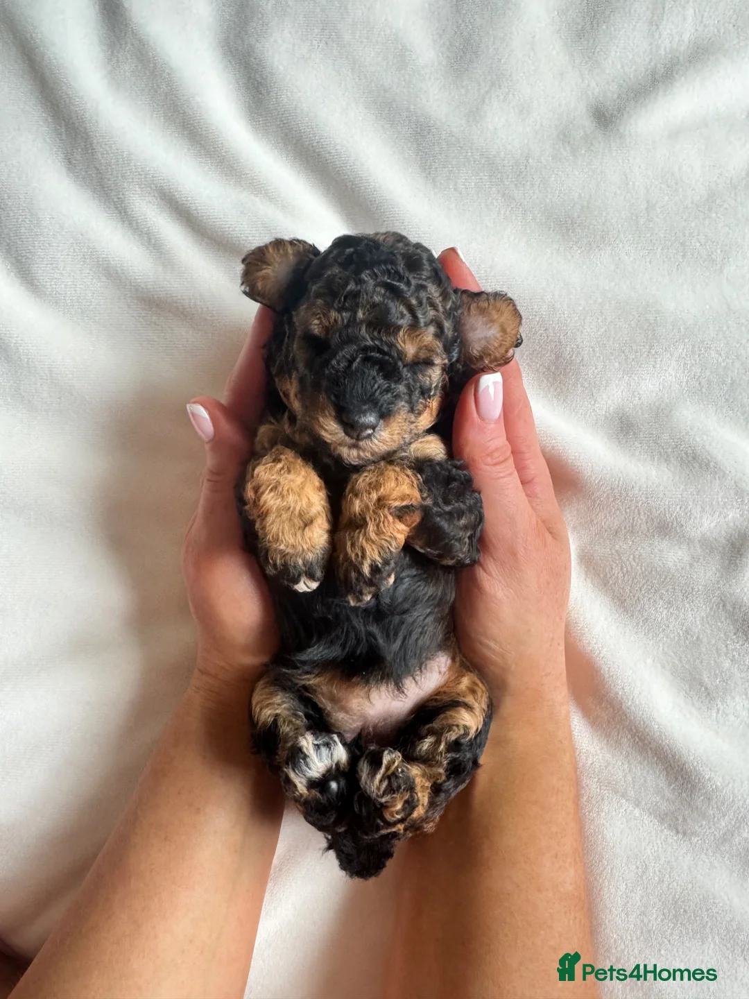Toy Poodle dogs for sale: 🐾 KC Toy Poodle Puppies - Beautiful Colours 🐾 - Advert 8